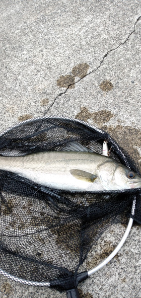 質問に添付された魚の写真