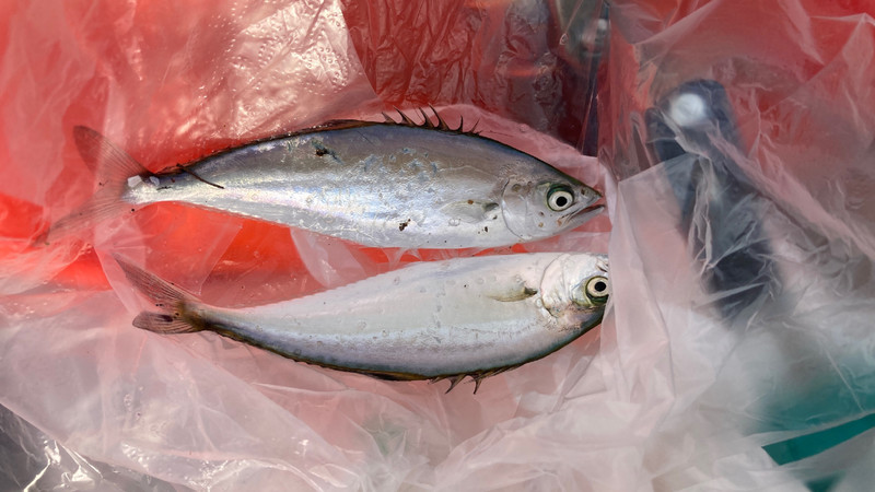 質問に添付された魚の写真