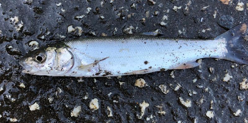 質問に添付された魚の写真