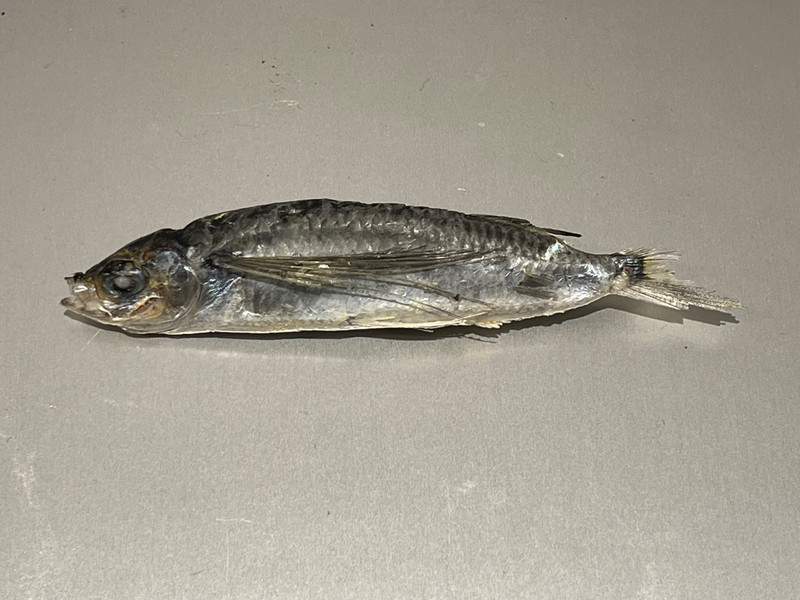 質問に添付された魚の写真