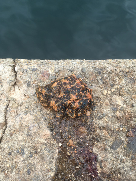 質問に添付された魚の写真
