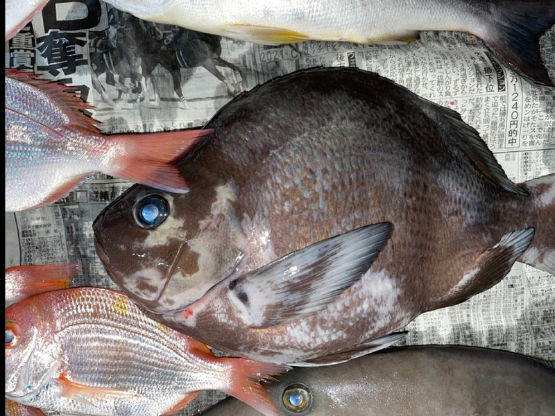質問に添付された魚の写真