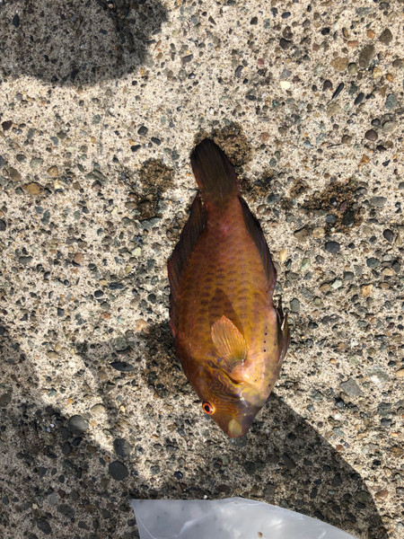 質問に添付された魚の写真