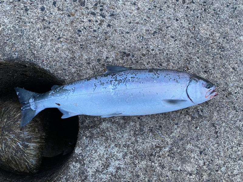 質問に添付された魚の写真