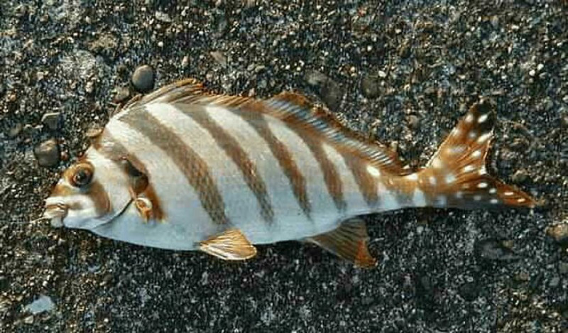 質問に添付された魚の写真