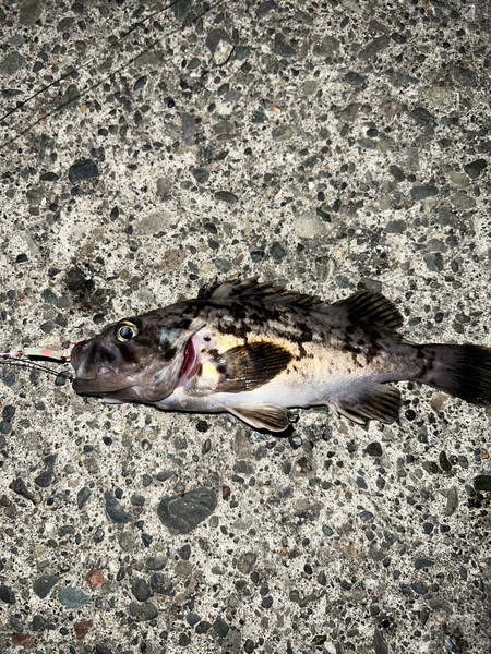 質問に添付された魚の写真