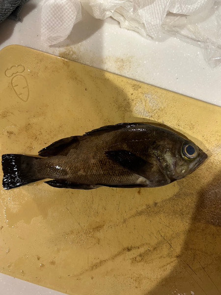 質問に添付された魚の写真
