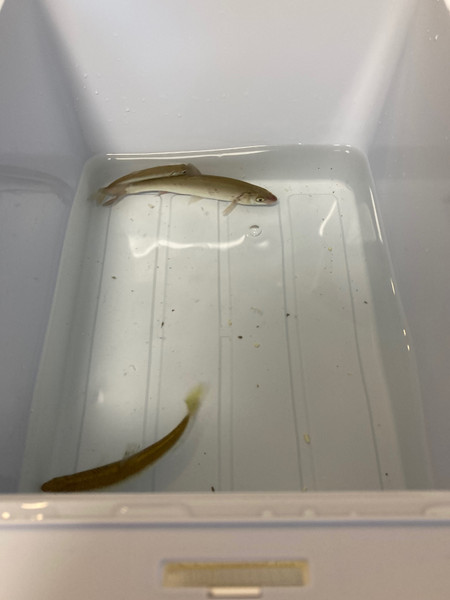 質問に添付された魚の写真