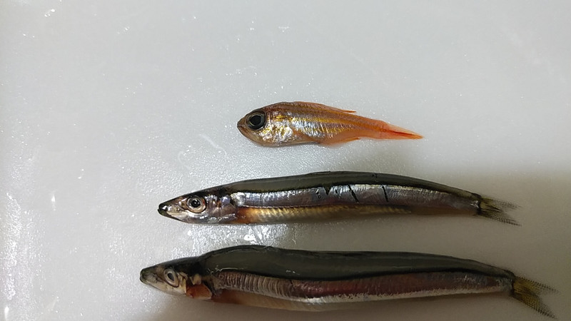質問に添付された魚の写真
