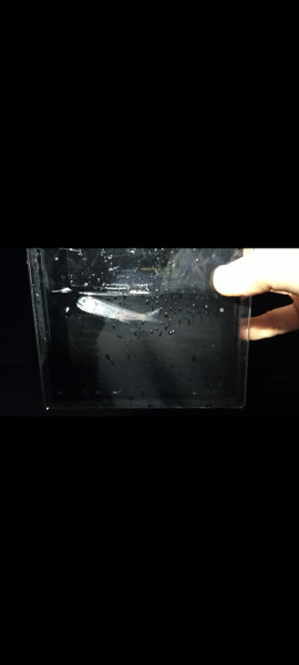 質問に添付された魚の写真