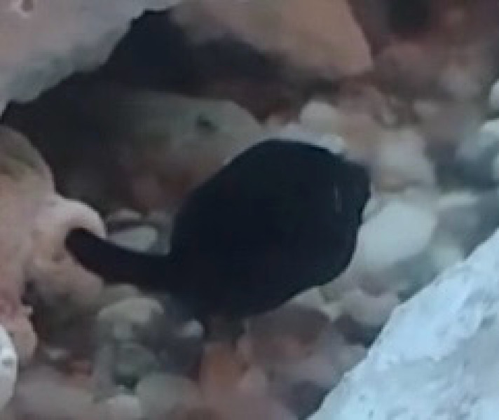 質問に添付された魚の写真