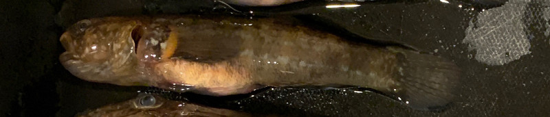 質問に添付された魚の写真
