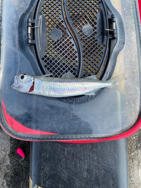 質問に添付された魚の写真