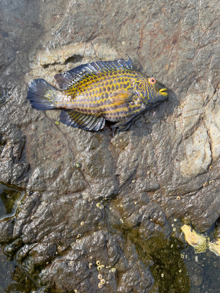 質問に添付された魚の写真