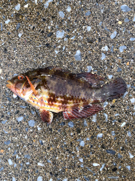 質問に添付された魚の写真