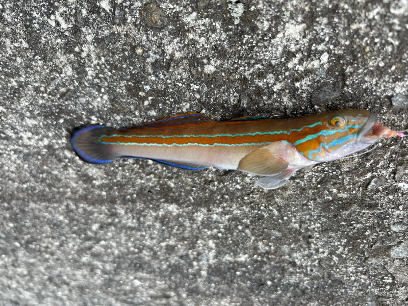 質問に添付された魚の写真
