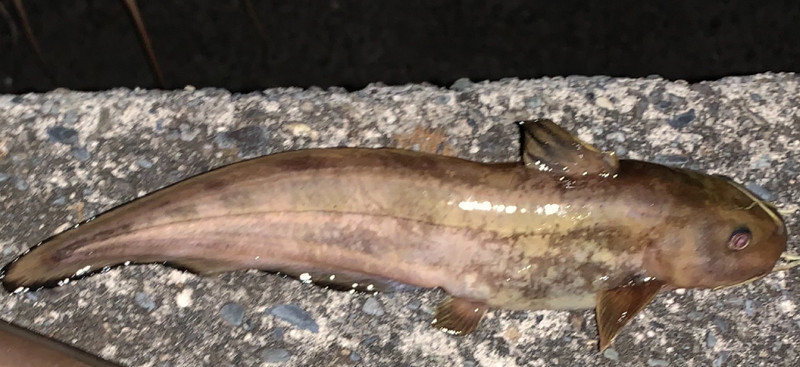質問に添付された魚の写真