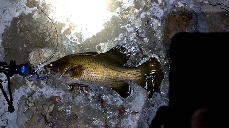 質問に添付された魚の写真
