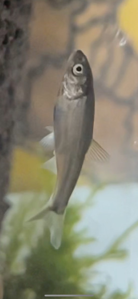 質問に添付された魚の写真