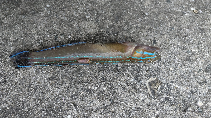 質問に添付された魚の写真