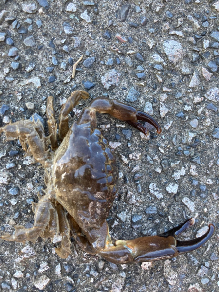 質問に添付された魚の写真