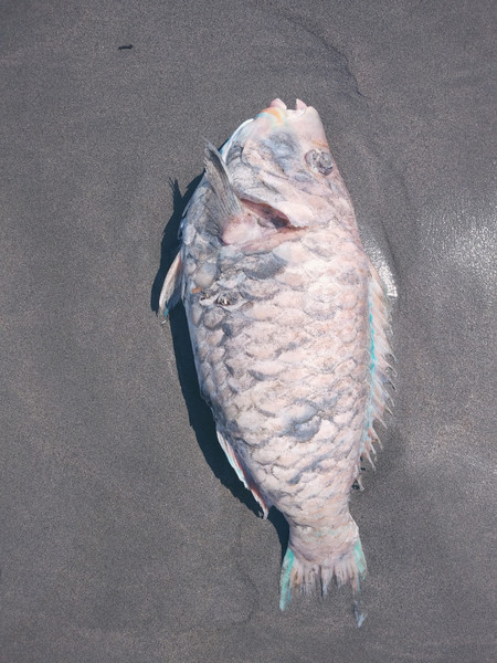 質問に添付された魚の写真