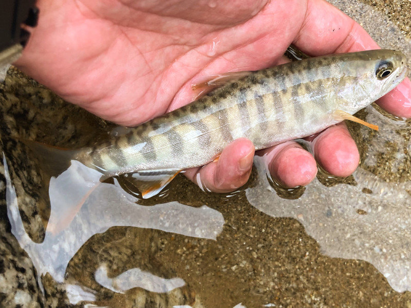 質問に添付された魚の写真