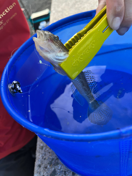 質問に添付された魚の写真
