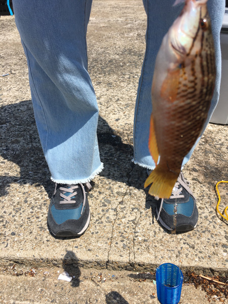 質問に添付された魚の写真
