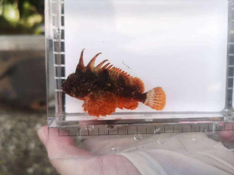 質問に添付された魚の写真