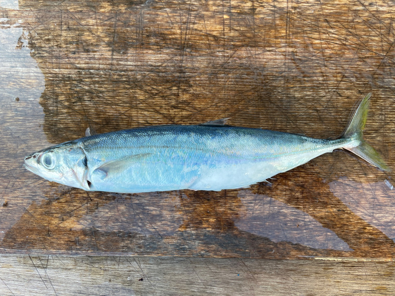 質問に添付された魚の写真