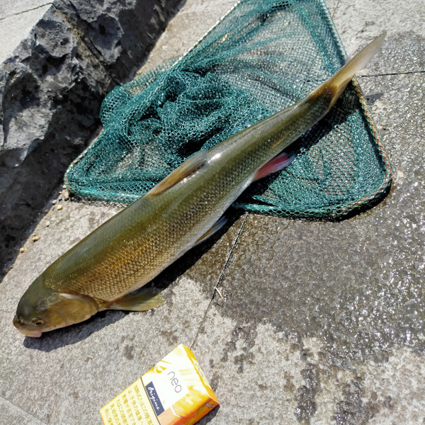 質問に添付された魚の写真