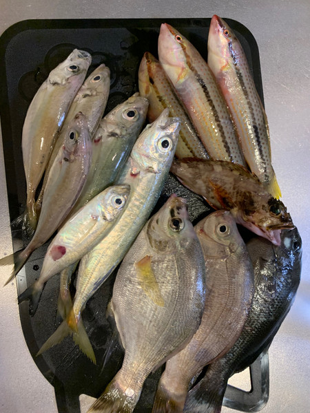 質問に添付された魚の写真