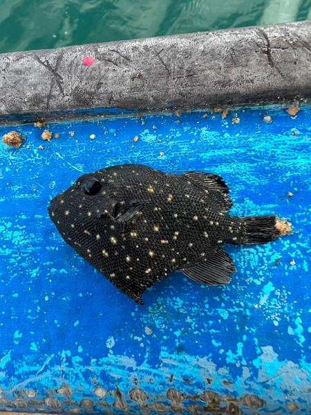 質問に添付された魚の写真
