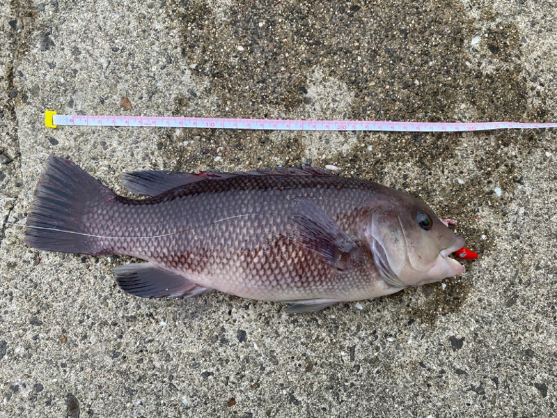 質問に添付された魚の写真