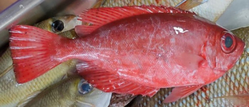 質問に添付された魚の写真