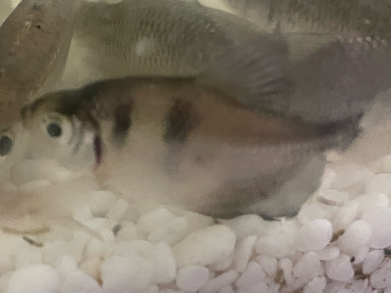 質問に添付された魚の写真
