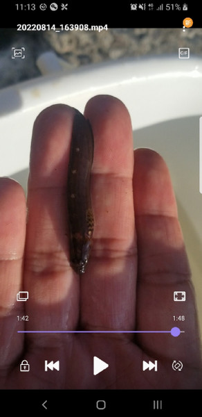 質問に添付された魚の写真
