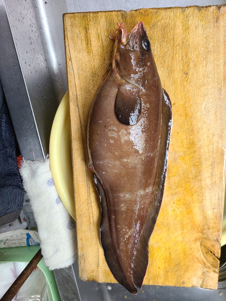 質問に添付された魚の写真