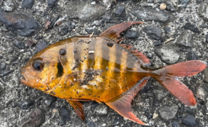 質問に添付された魚の写真