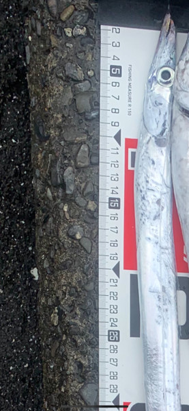 質問に添付された魚の写真