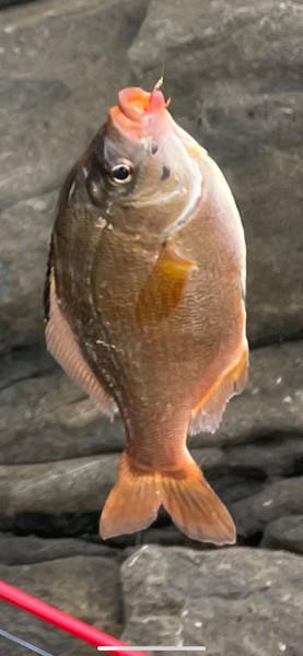質問に添付された魚の写真