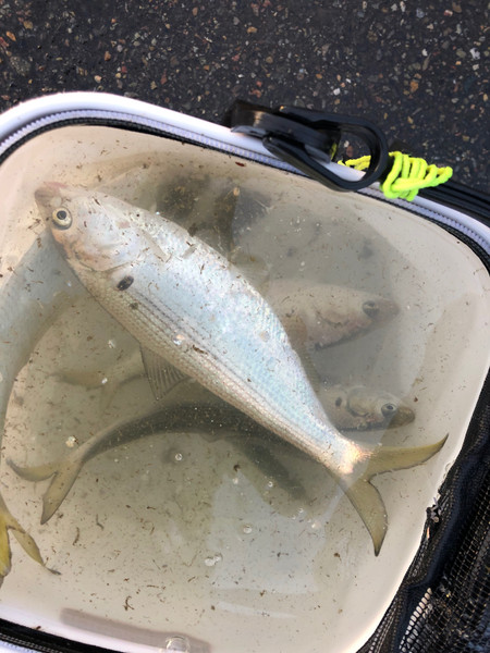 質問に添付された魚の写真