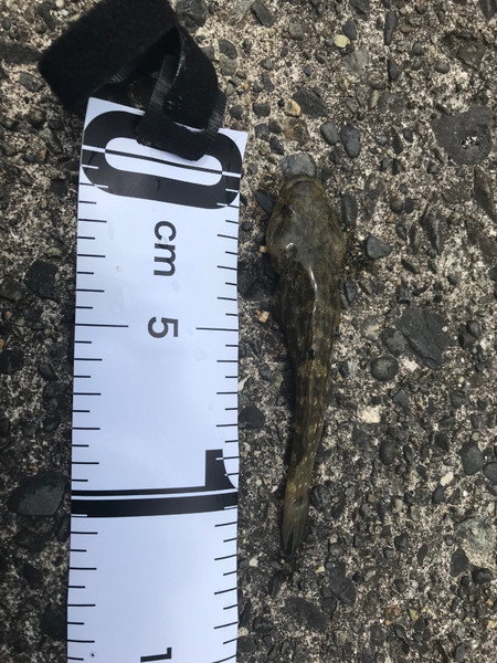 質問に添付された魚の写真