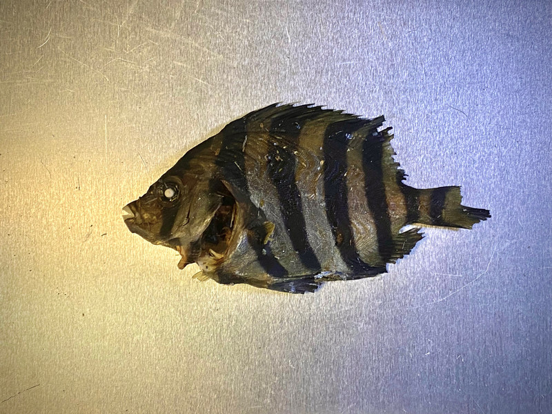質問に添付された魚の写真