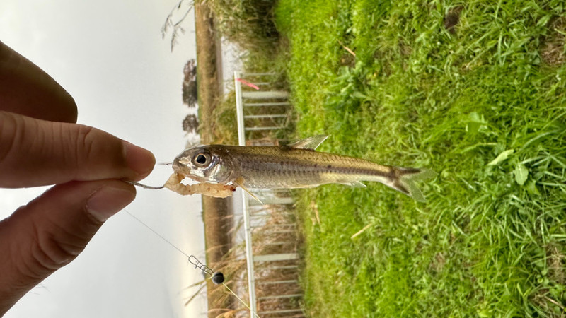 質問に添付された魚の写真