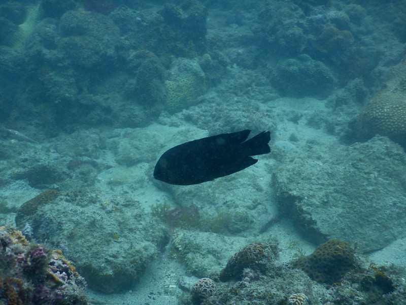 質問に添付された魚の写真