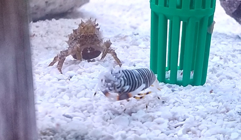 質問に添付された魚の写真