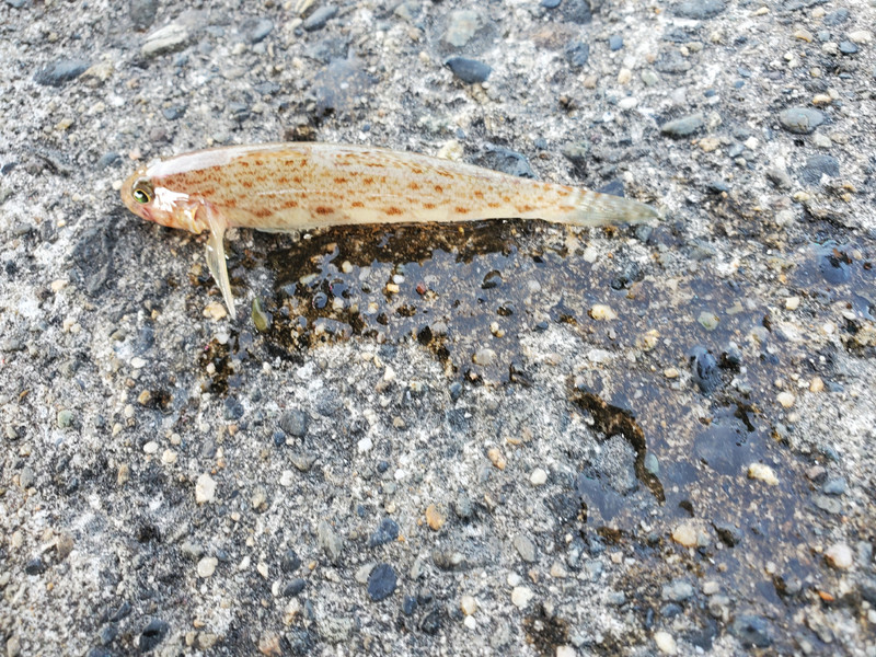 質問に添付された魚の写真