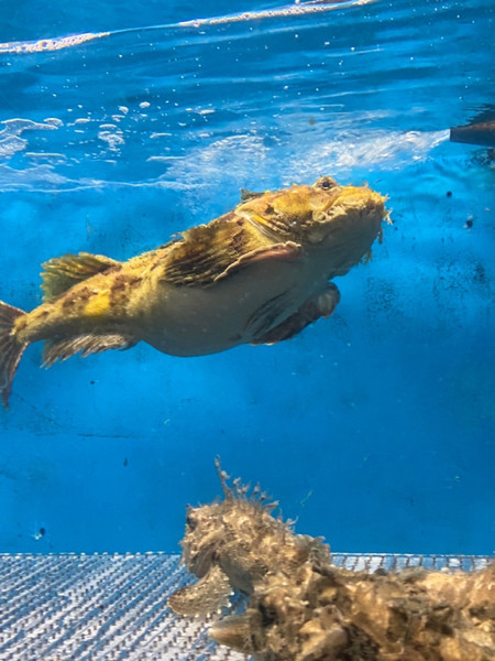 質問に添付された魚の写真